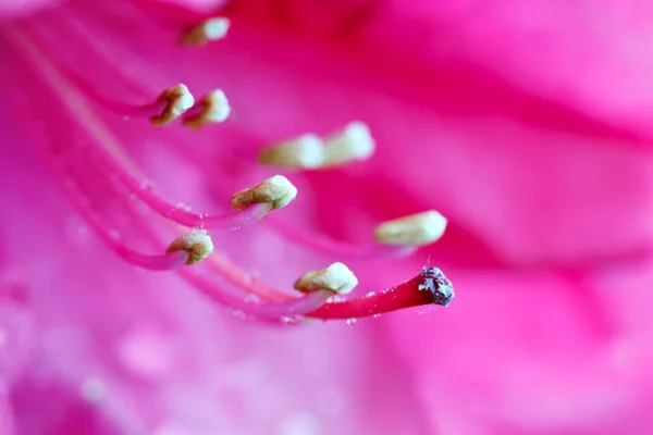 Bahar güzel pembe Azaleas çiçeklenir Close-Up. — Stok fotoğraf