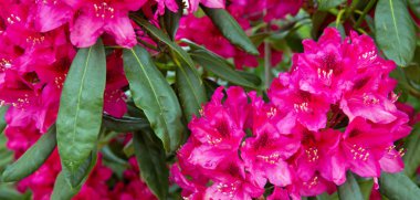 Kırmızı Açalyalar çiçek .