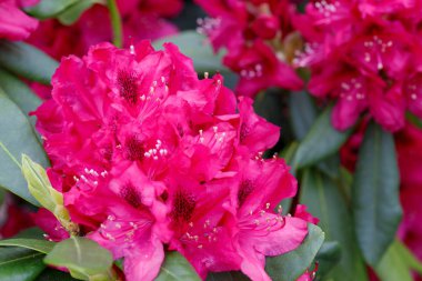 Kırmızı Açalyalar çiçek .