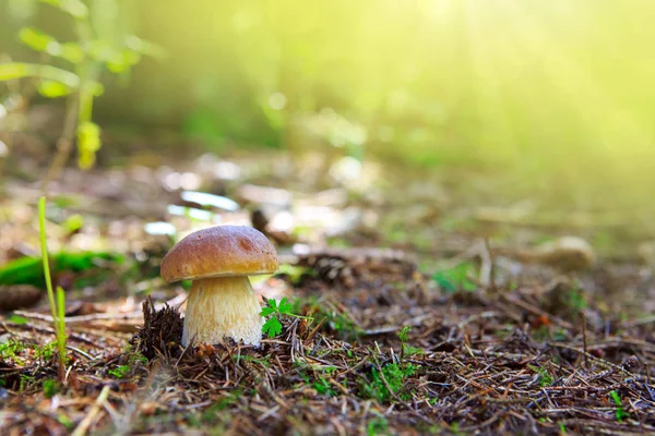 Porcini mushroom in the autumn forest. — Stock Photo, Image