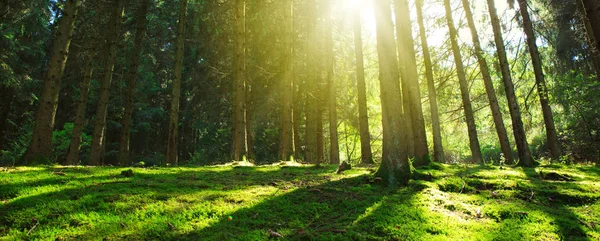 Солнце светит сквозь деревья в сосновом лесу. — стоковое фото