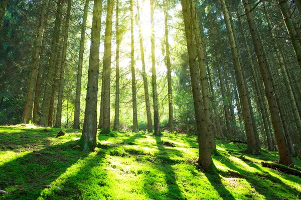 O sol brilha através das árvores na floresta de pinheiros. — Fotografia de Stock