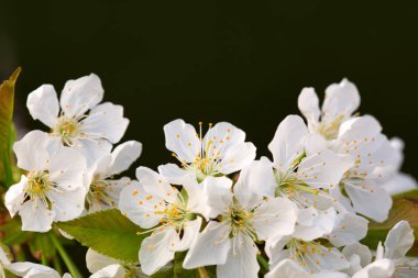 Doğanın arka planında çiçek ağacı.