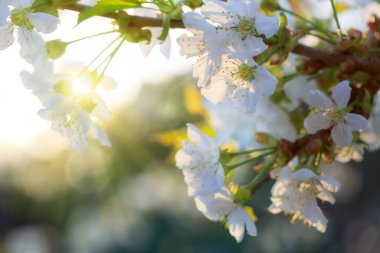 Sunset bulvarında kiraz çiçekleri.