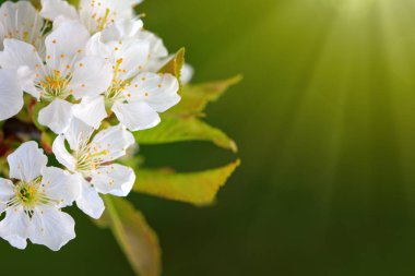Kiraz çiçekleri üzerinde güneş ışınları.