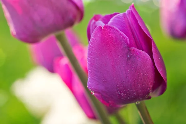 Tulipes violettes à gros plans isolées . — Photo