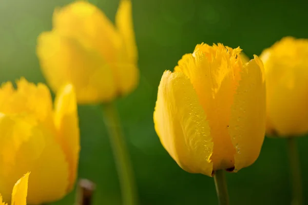 Sárga tulipánok Vértes elszigetelt. — Stock Fotó
