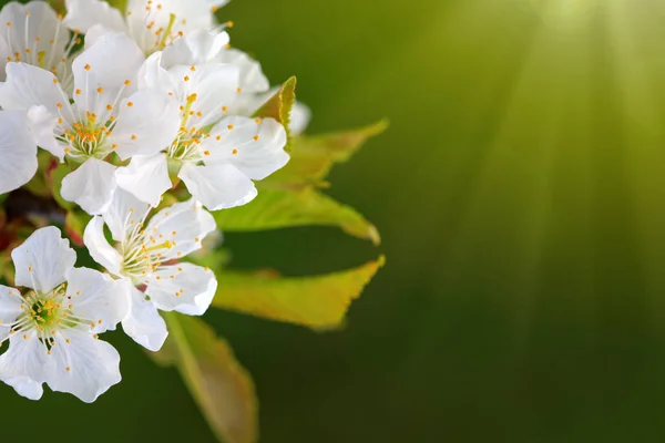 Sunbeams on cherry blossoms. — Stock Photo, Image