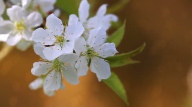 İlkbaharda kiraz çiçekleri .