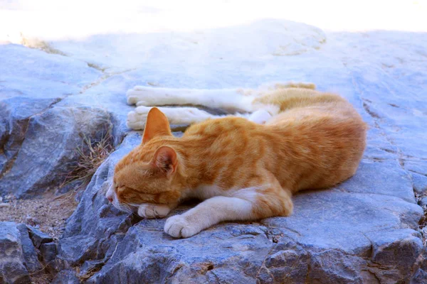 Turuncu Kedi Dışarıda Sokakta Yatıyor — Stok fotoğraf