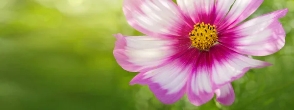 Růžový Kosmos Květiny Izolované Zelené Letní Květinové Pozadí Selektivní Zaměření — Stock fotografie