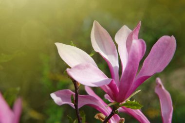 Bahar bahçesi makro çekiminde manolya..