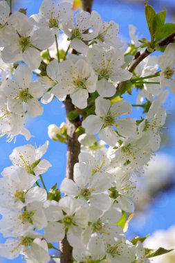 Beyaz kiraz çiçekleri üzerinde kapat.