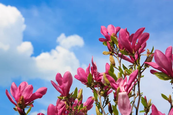 Магнолія в весняному саду і синьому небі.. — стокове фото
