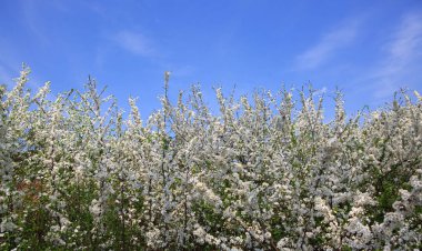 Çiçek açması çalılar üzerinde mavi gökyüzü izole. Bahar arka plan.