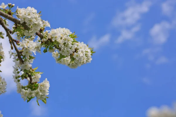 Třešňové květy s modrou oblohou. — Stock fotografie