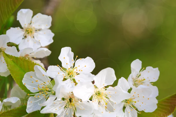 分離された白の桜の花のクローズ アップ. — ストック写真