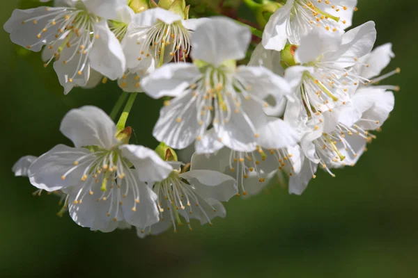 分離された白の桜の花のクローズ アップ. — ストック写真