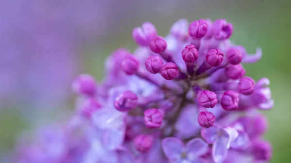 Branch of blossoming lilac isolated on green. — Stock Photo, Image