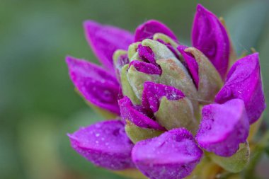 Bahar güzel pembe Azaleas çiçeklenir Close-Up.