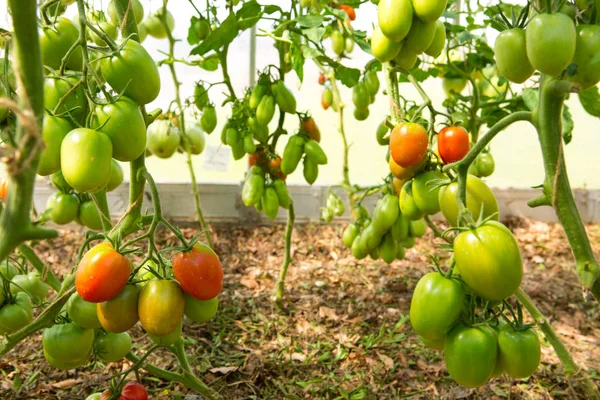 Groene Tomaten Groeien Een Kassen Groei Rijpe Tomaten — Stockfoto