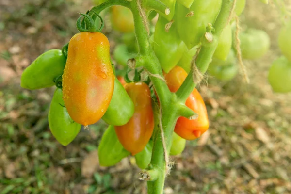 Groene Tomaten Groeien Een Kassen Groei Rijpe Tomaten — Stockfoto