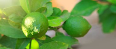 Gün ışığı alan bahçede yeşil limon ağacı.