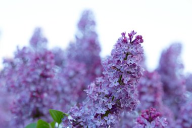 İzole çiçek açması leylak dalı .