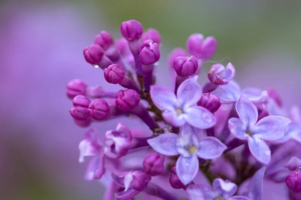 Lilas en fleurs isolé  . — Photo