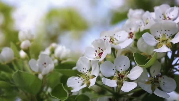 Flores de cerejeira e luz solar . — Vídeo de Stock