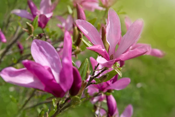 Magnolia i vår trädgård makro skott. — Stockfoto