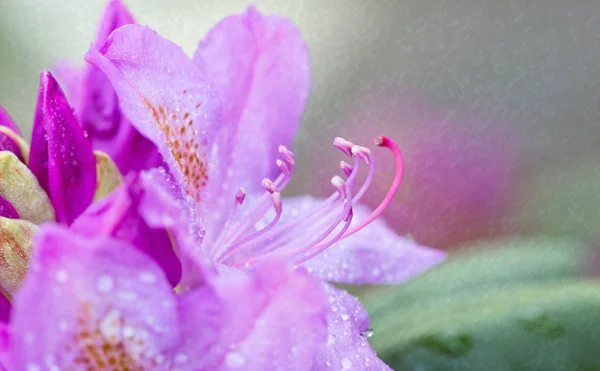 美しいピンクのツツジの花のクローズ アップ . — ストック写真