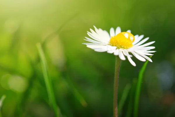 Weiße Gänseblümchen Nahaufnahme. — Stockfoto