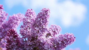 Çiçek açan leylağın yakın çekimi .