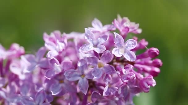 Gros plan sur lilas en fleurs  . — Video