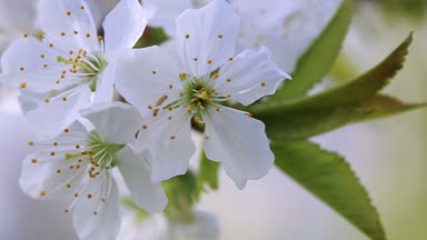 İlkbaharda kiraz çiçekleri .