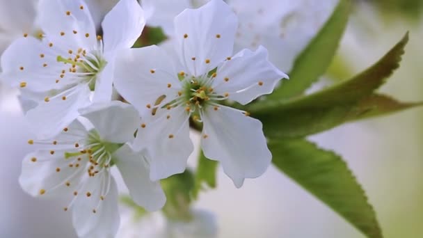 Flores de cerejeira em primavera . — Vídeo de Stock