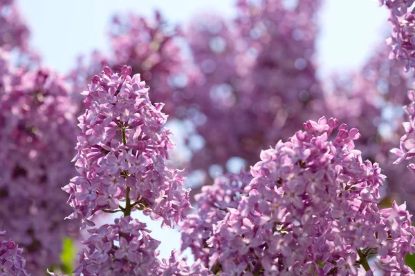 Branche de lilas en fleurs isolée  . — Photo