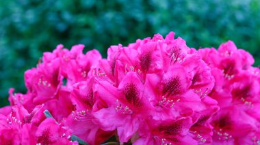 Kırmızı Açalyalar çiçek arka plan.