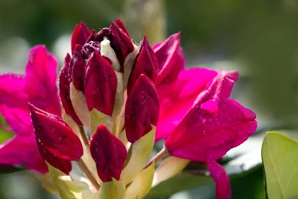 Закри красиві червоні азалії квіти. — стокове фото