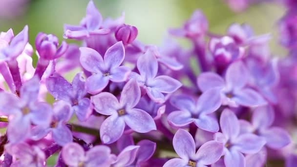 Close-up de flor de aveia lilás  . — Vídeo de Stock