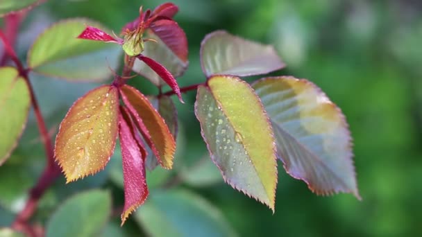 Rose leaves with selective focus. — Stock Video