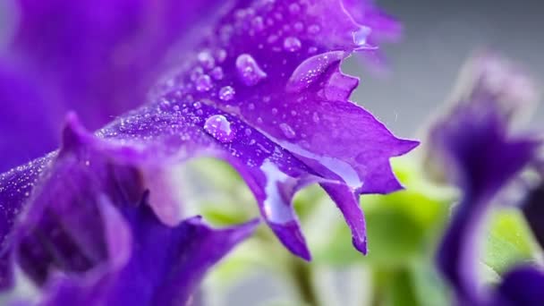 Macro tiro na flor de petúnia roxa e gotas de orvalho em pétalas . — Vídeo de Stock