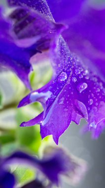 Macro shot on purple petunia flower and dew drops on petals. clipart