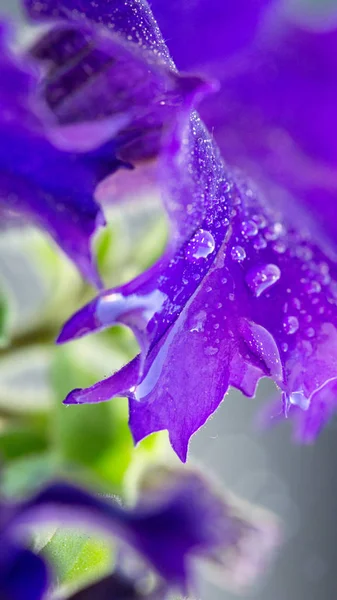 Macro shot sur fleur de pétunia violet et gouttes de rosée sur les pétales . — Photo