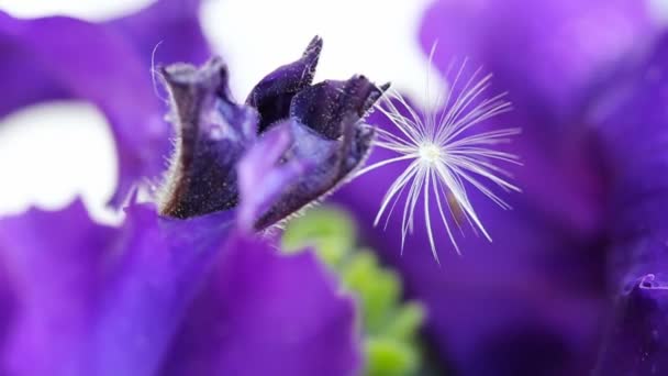 Macro tiro en flor de petunia púrpura y diente de león mismo . — Vídeo de stock