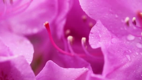 Närbild av vackra rosa Azalea blommor på våren. — Stockvideo