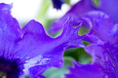 Makro üzerinde mor Petunya çiçeği vurdu.