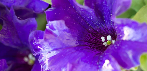 Makroaufnahme auf lila Petunienblüten und Tautropfen auf Blütenblättern. — Stockfoto
