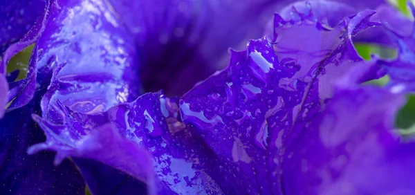 Tembakan makro pada bunga petunia ungu dan embun tetes pada kelopak . — Stok Foto